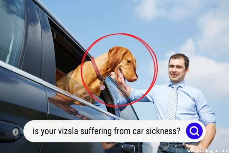 Is Your Vizsla Suffering from Car Sickness?