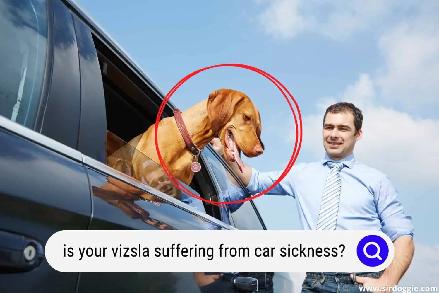 vizsla car sickness