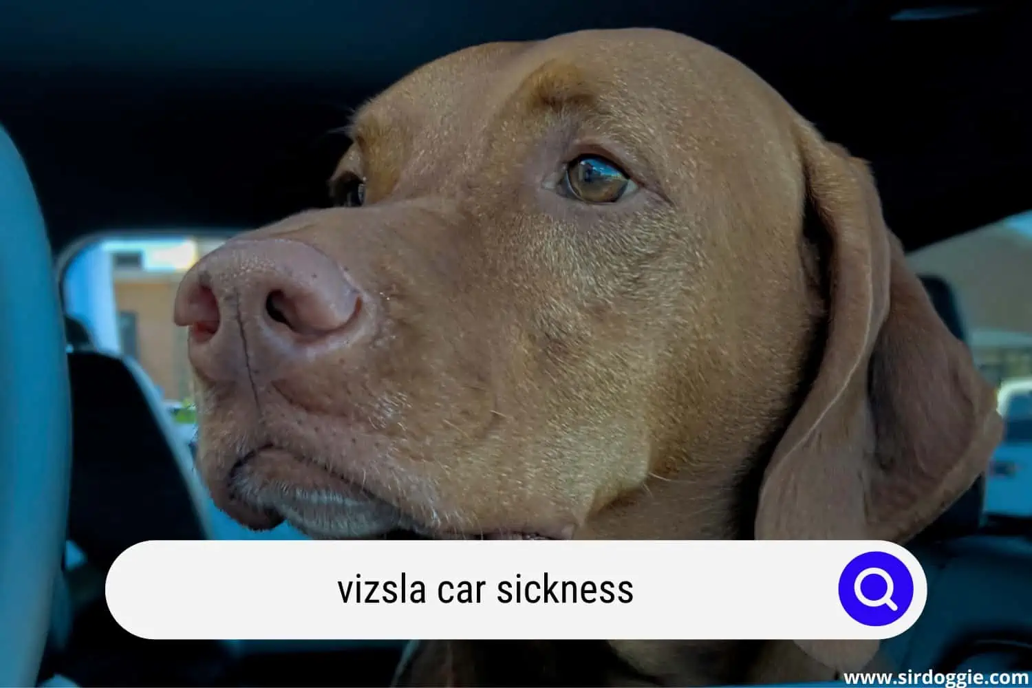 A Vizsla dog experiencing car sickness