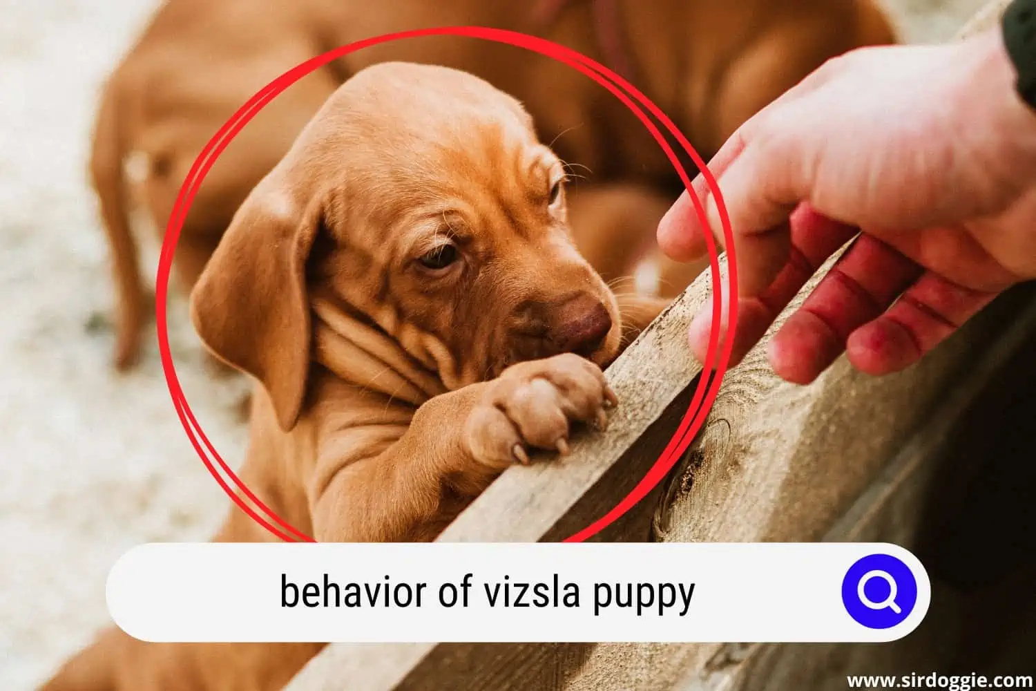 Vizsla puppy