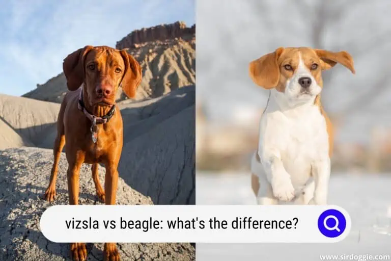 Vizsla vs Beagle: What Is The Difference