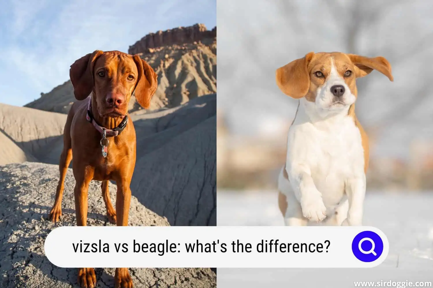 vizsla vs beagle