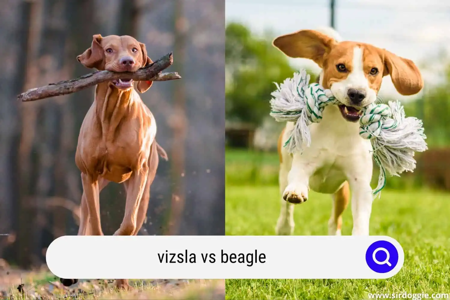 vizsla vs beagle