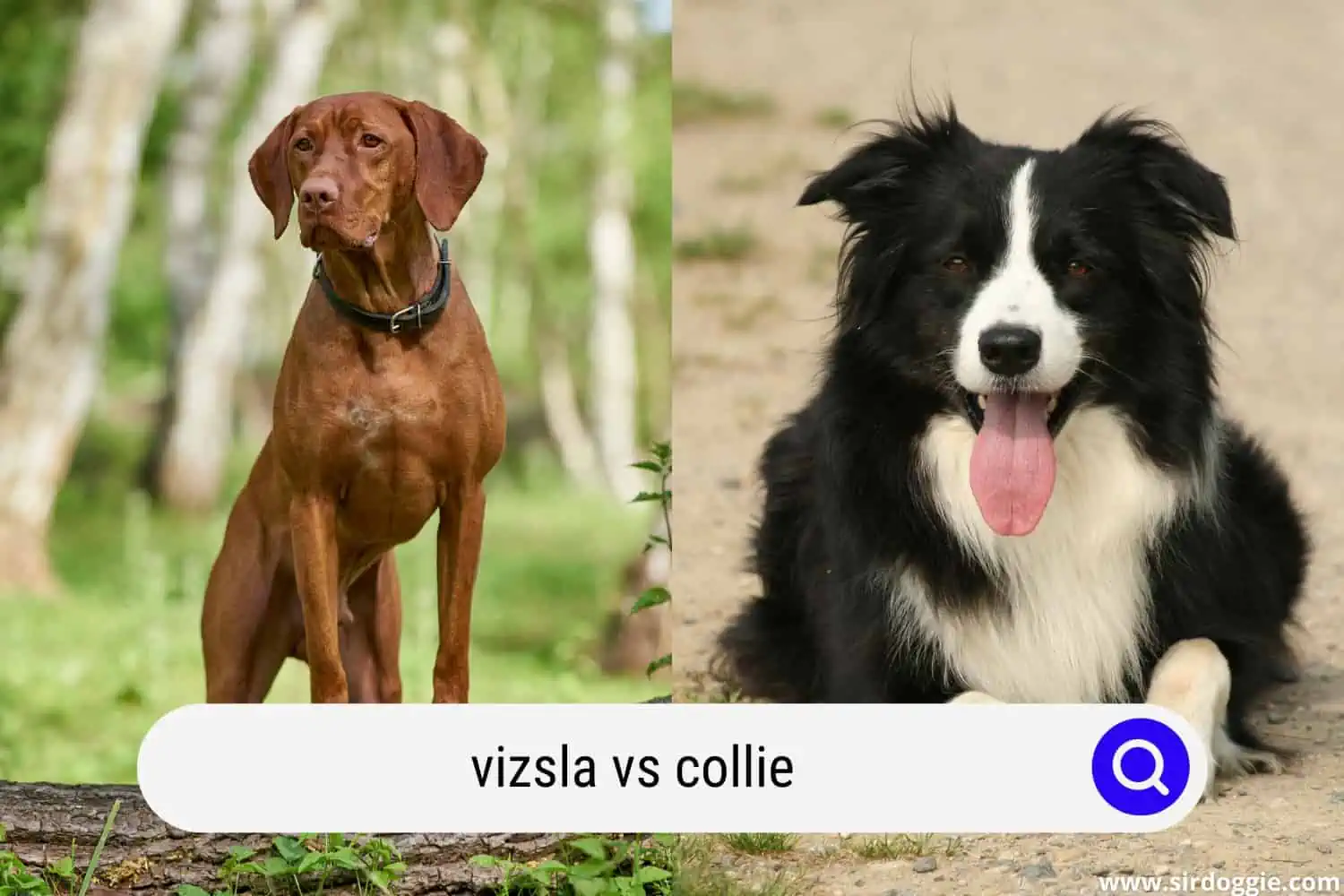 vizsla vs collie