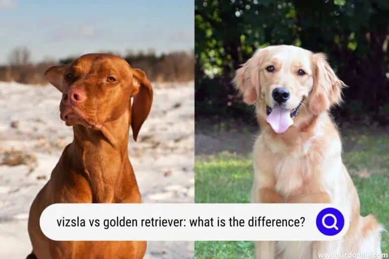 Vizsla vs Golden Retriever: What Is The Difference?