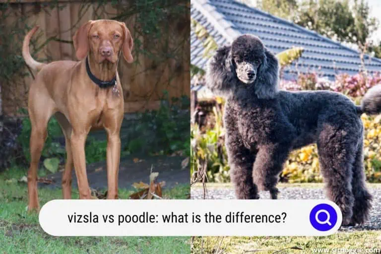 Vizsla vs Poodle: What Is The Difference