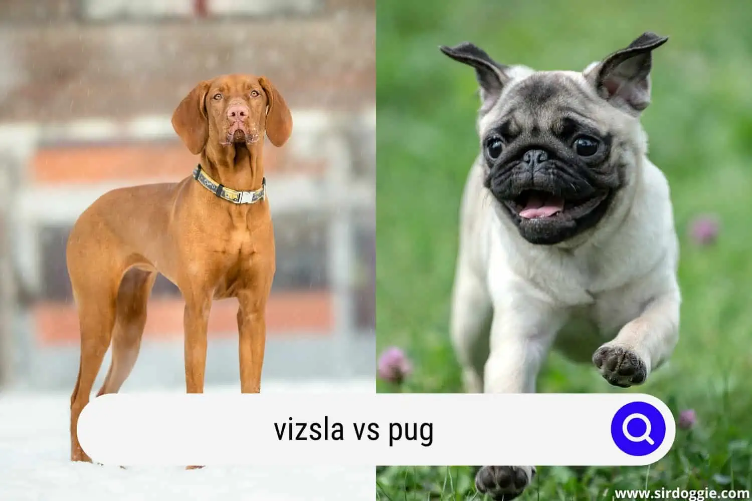 vizsla vs pug