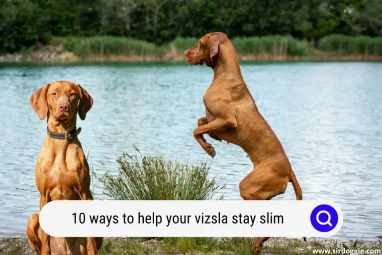 10 Ways to Help Your Vizsla Stay Slim