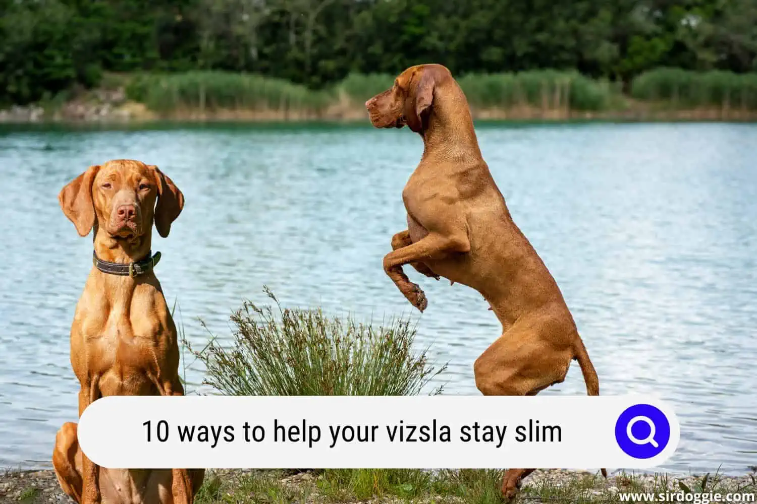 ways to help your vizsla stay slim