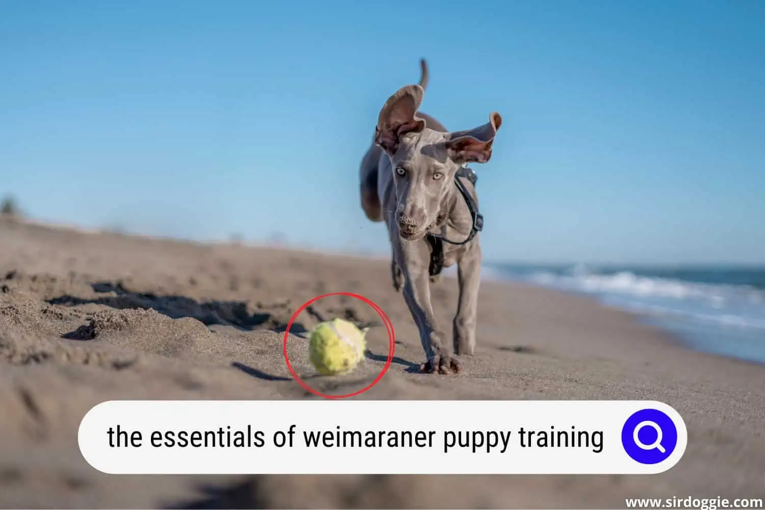 weimaraner puppy training