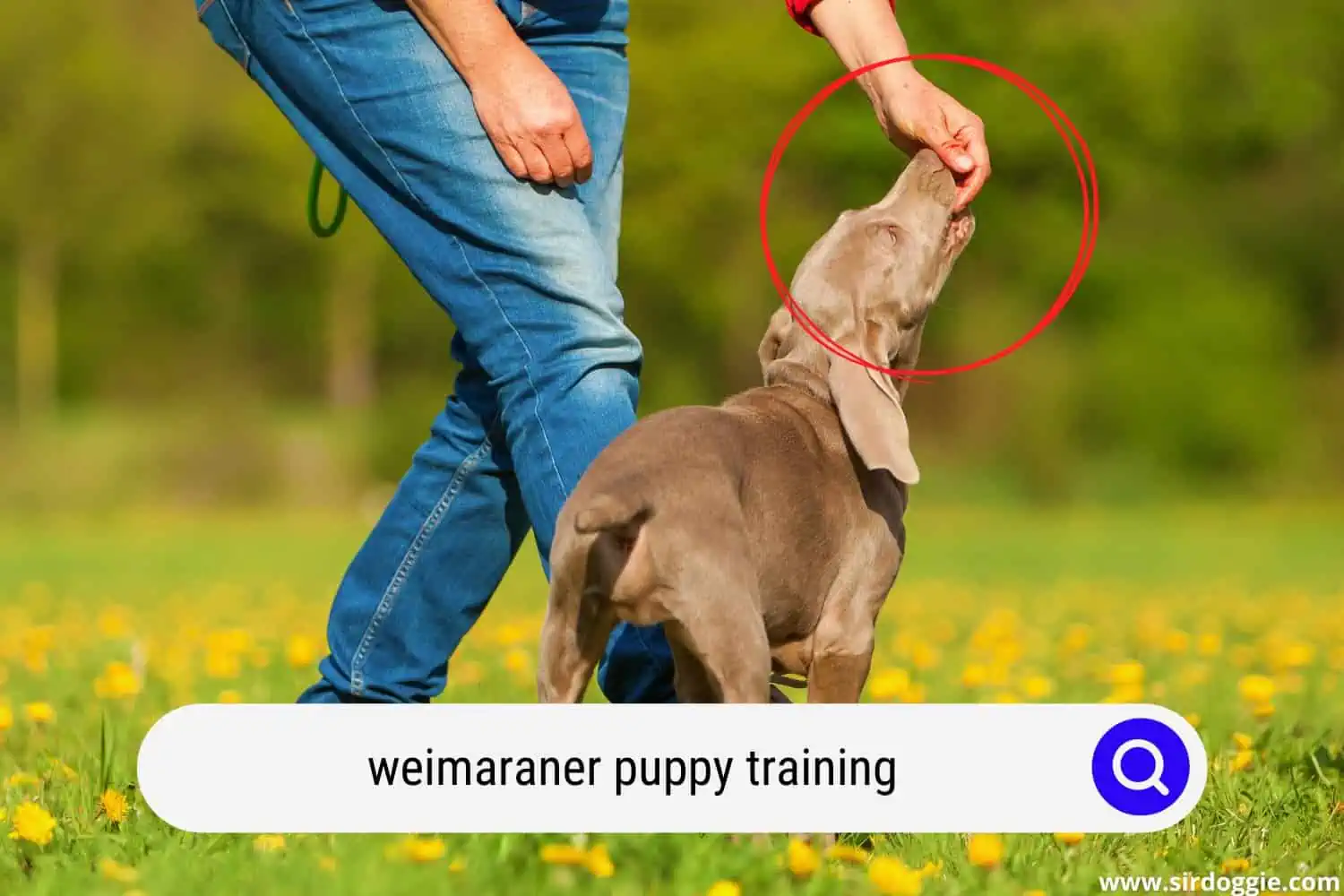 weimaraner puppy training