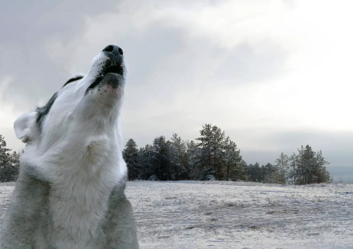 husky howling in middle of winter field