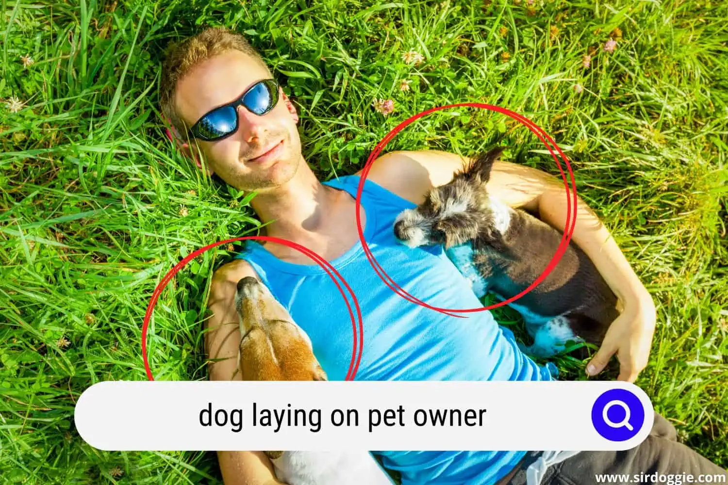Dogs and owner laying on the grass