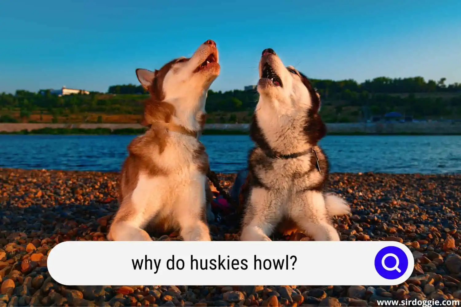 why huskies howl