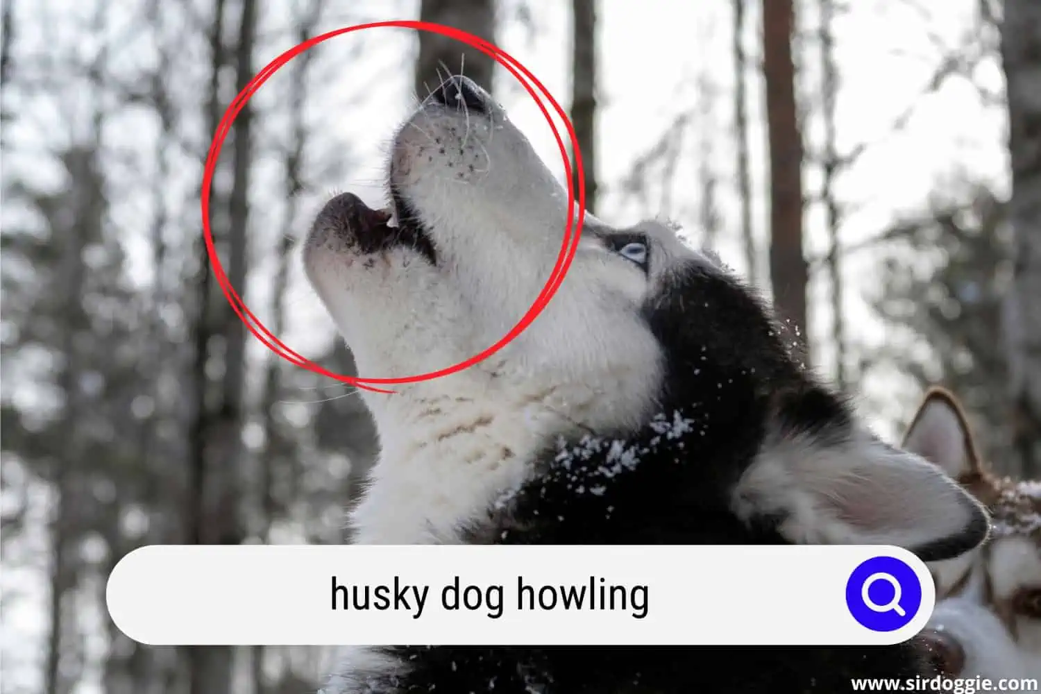Husky dog howling