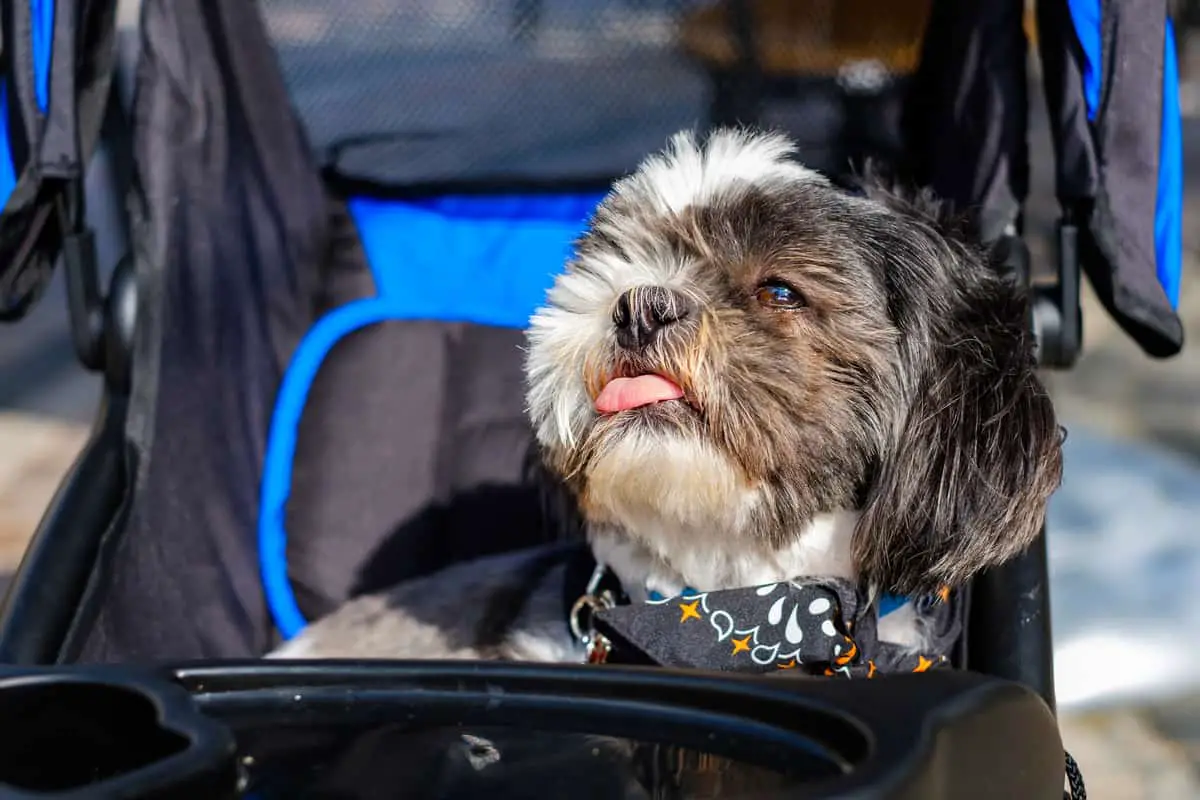 Cute one eyed shih tzu dog sitting in a stroller outdoors.