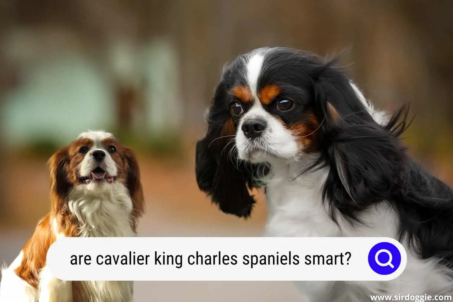 are cavalier king charles spaniels smart