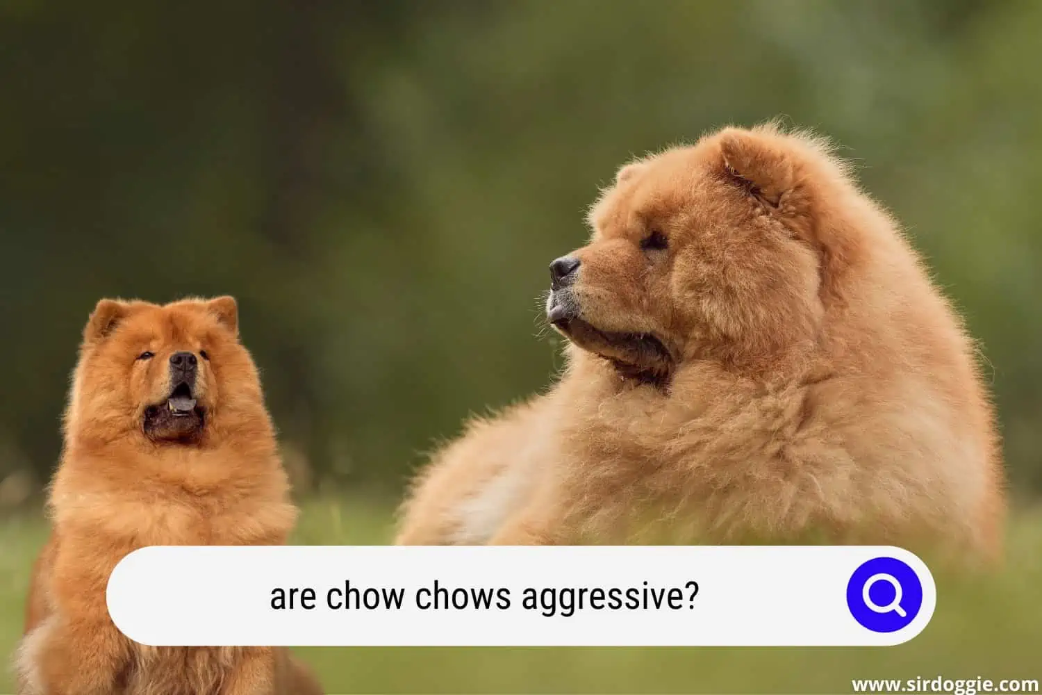 are chow chows aggressive