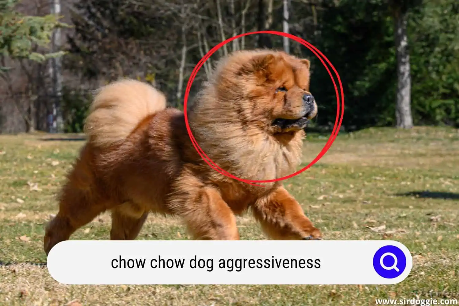 chow chow dog running