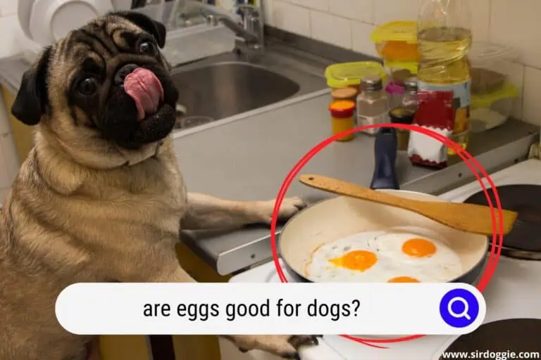 Are Eggs Good for Dogs? 