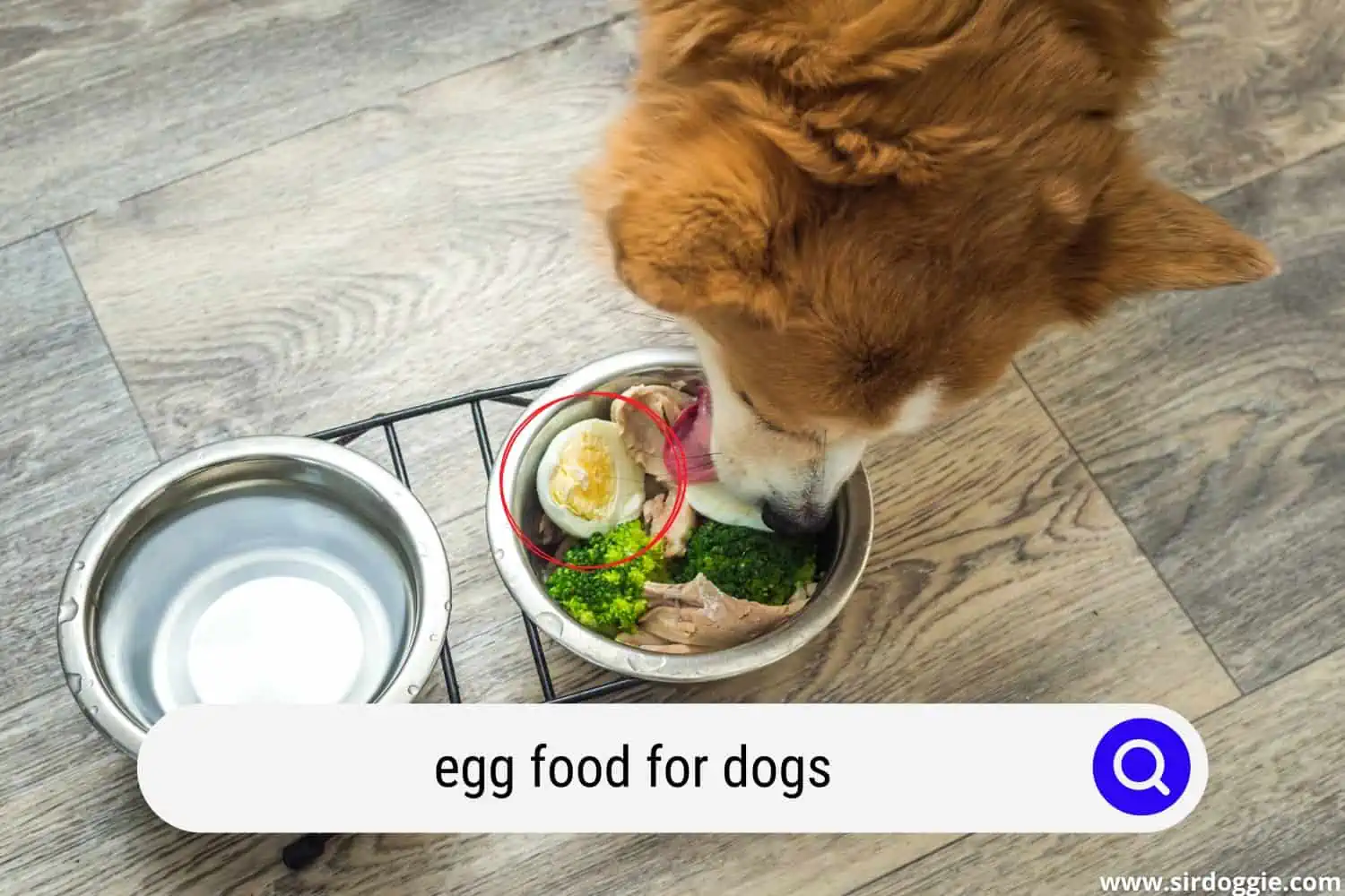 Dog eating mixed food in a bowl with egg