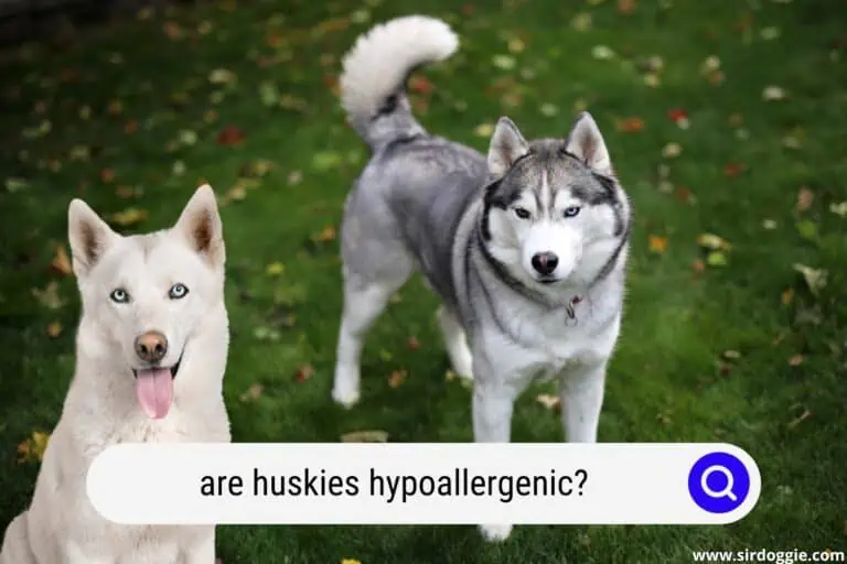 Are Huskies Hypoallergenic?