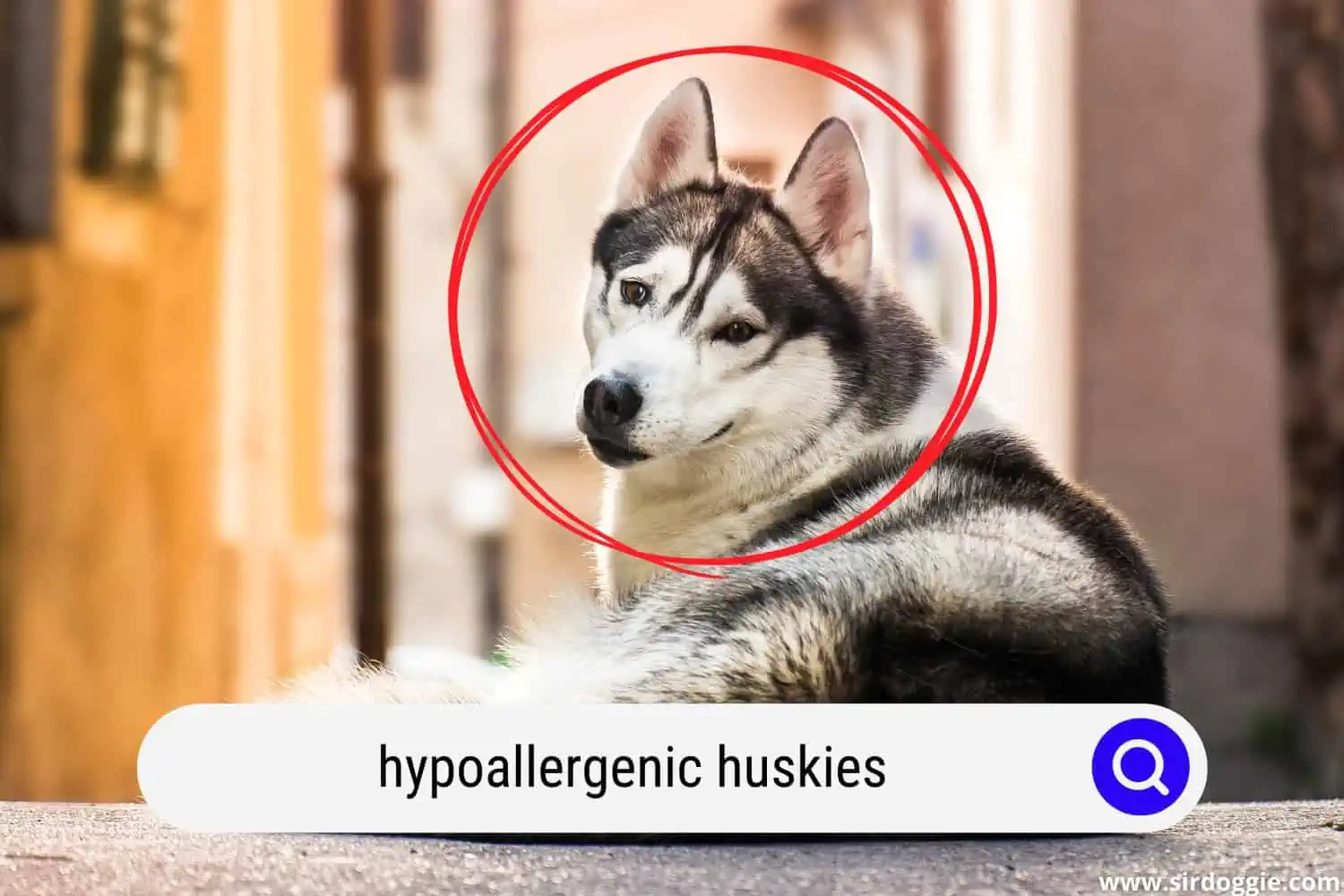 Hypoallergenic Husky