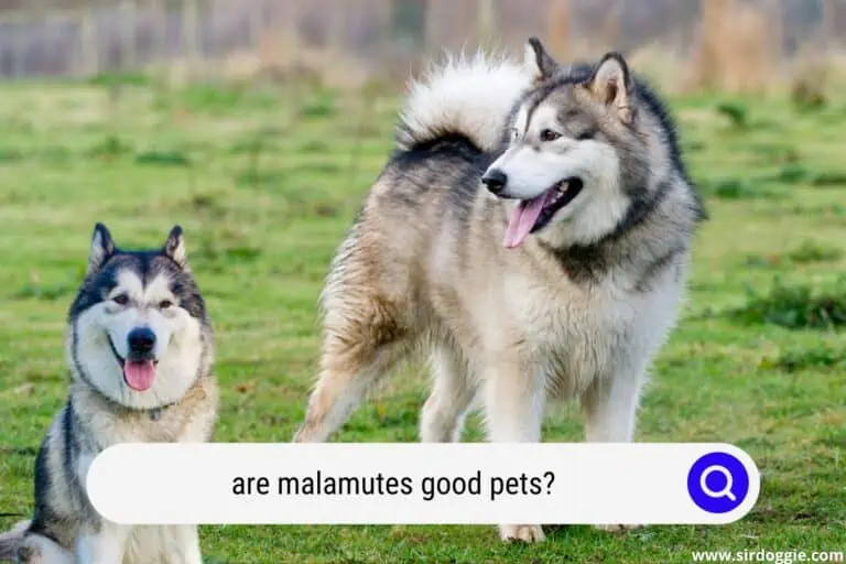 Are Malamutes Good Pets?