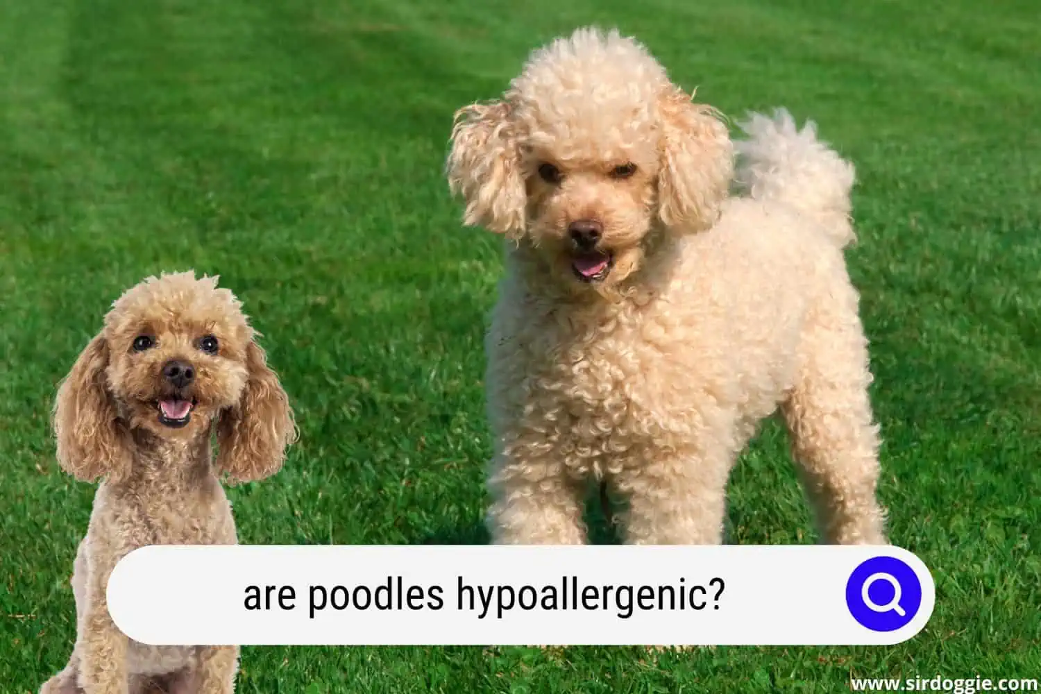 are poodles hypoallergenic