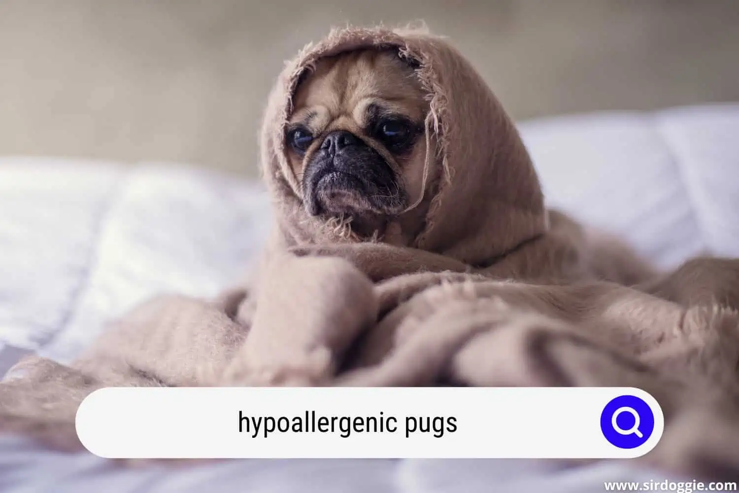 Pug with allergy covered with blanket