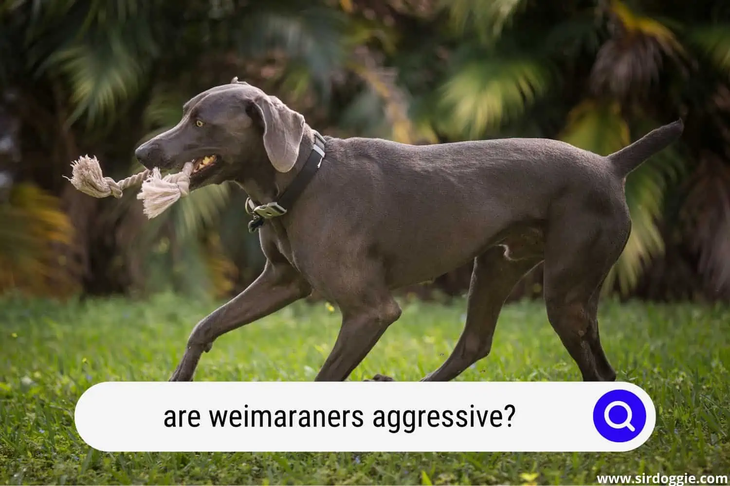 are weimaraners aggressive