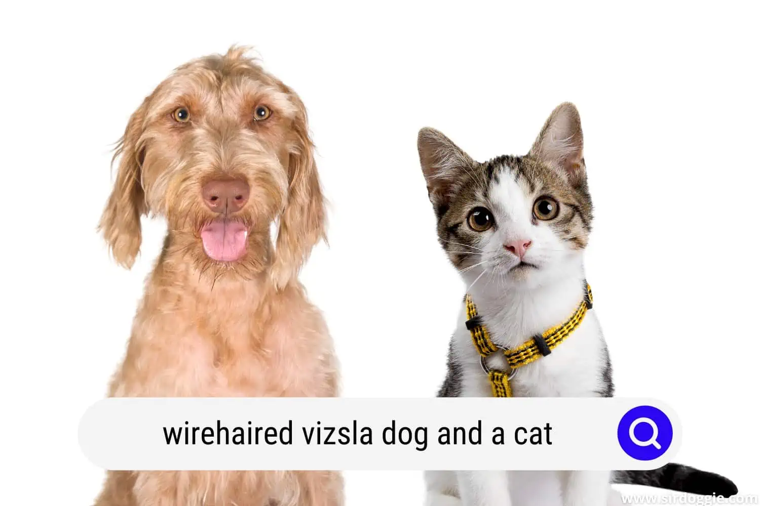 wirehaired vizsla dog and a cat