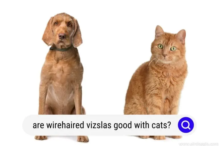 Are Wirehaired Vizslas Good with Cats?
