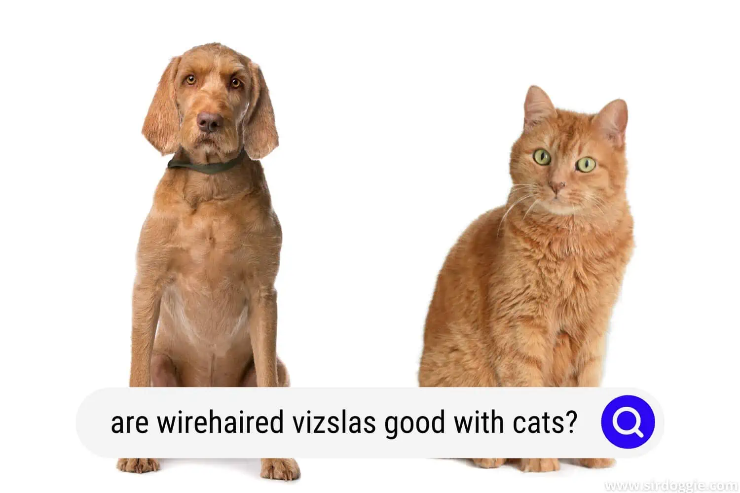 are wirehaired vizslas good with cats