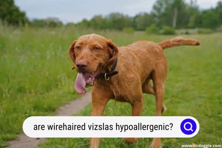 Are Wirehaired Vizslas Hypoallergenic?