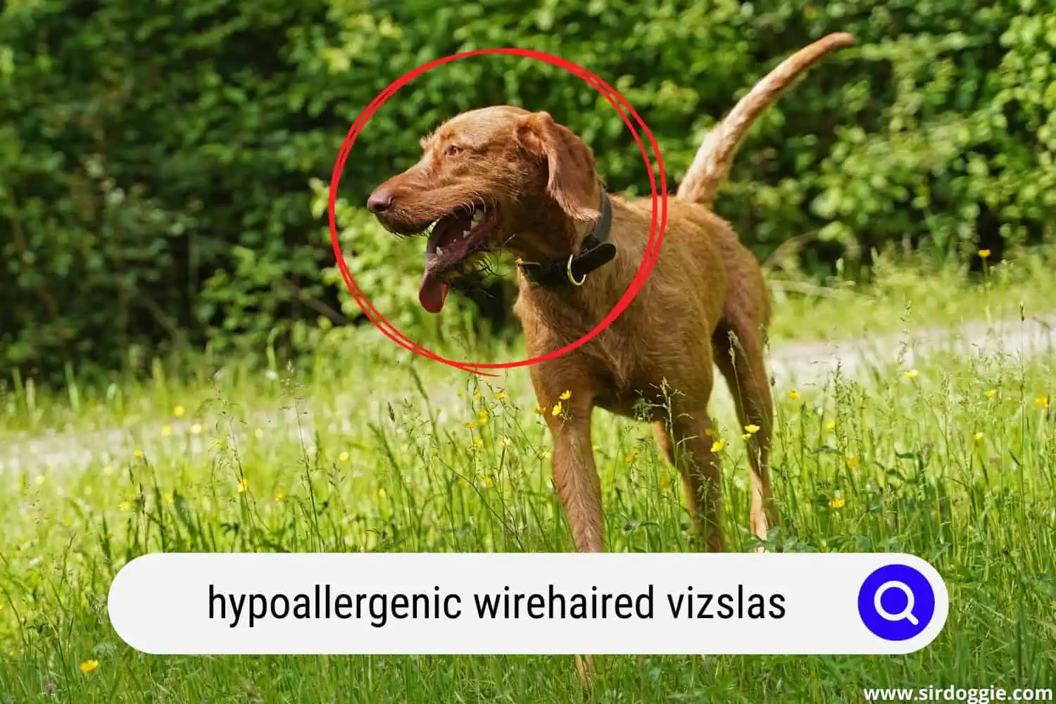 Hypoallergenic Wirehaired Vizsla dog