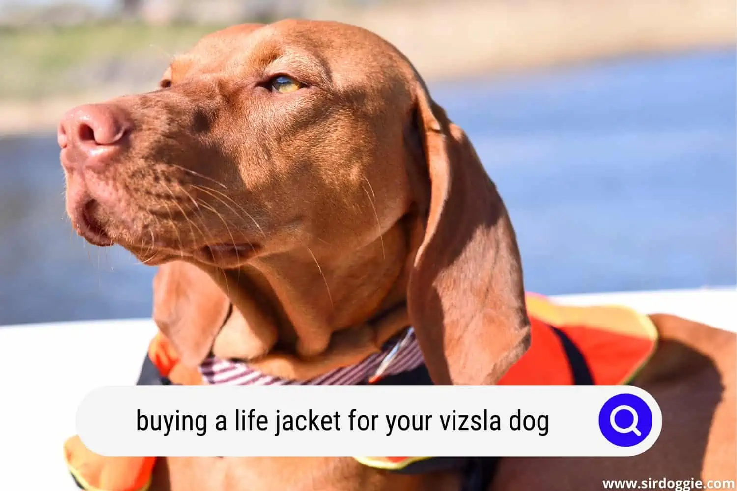 buying a life jacket for your vizsla dog