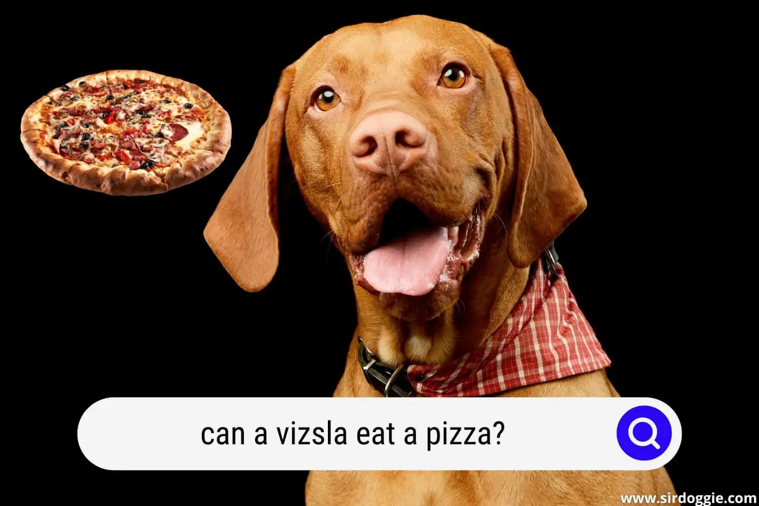 can a vizsla eat a pizza