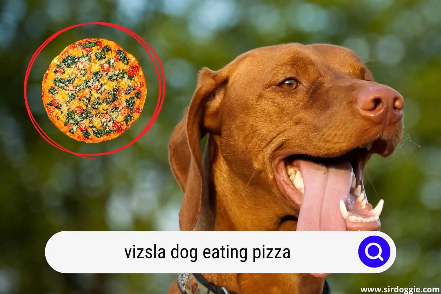 Vizsla dog and pizza