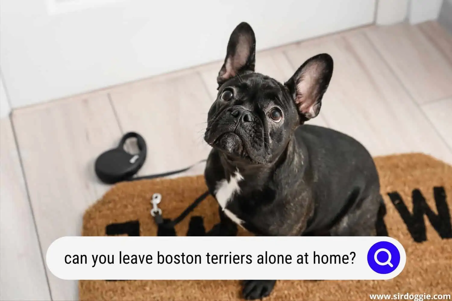 can you leave boston terriers alone at home