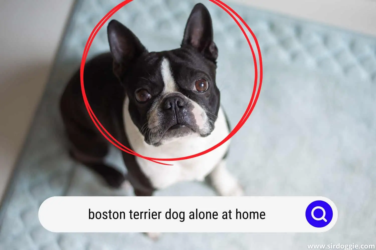 A Boston Terrier dog alone at home
