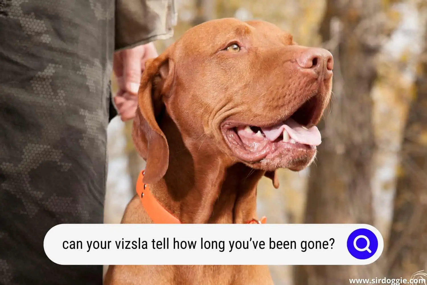 can your vizsla tell how long you've been gone
