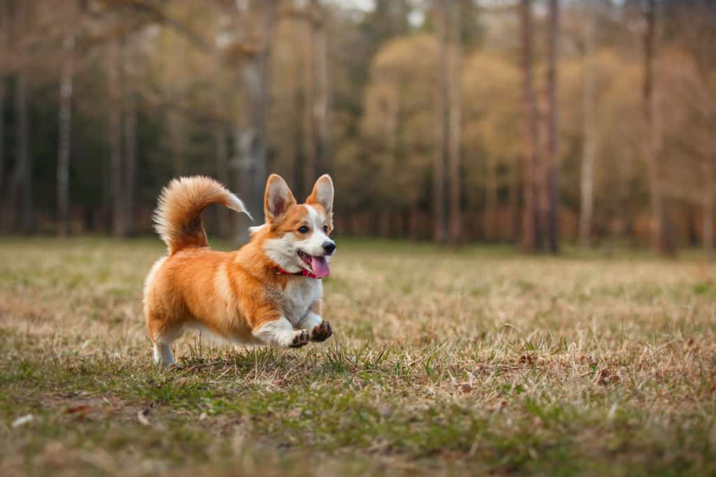 corgi dog running in field