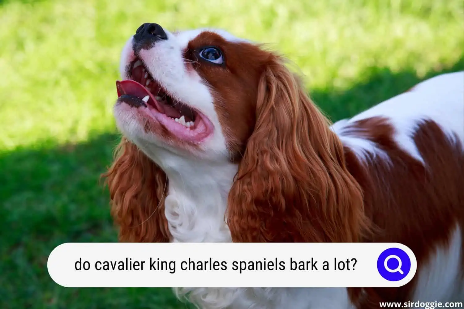 do cavalier king charles spaniels bark a lot