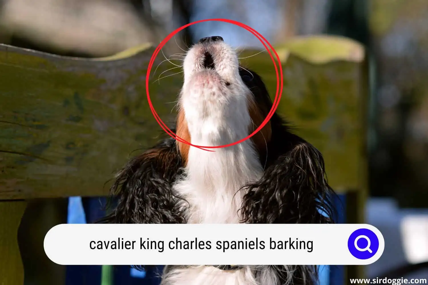 Cavalier King Charles Spaniels dog barking