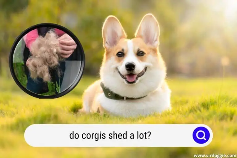 Do Corgis Shed A Lot? What You NEED To Know
