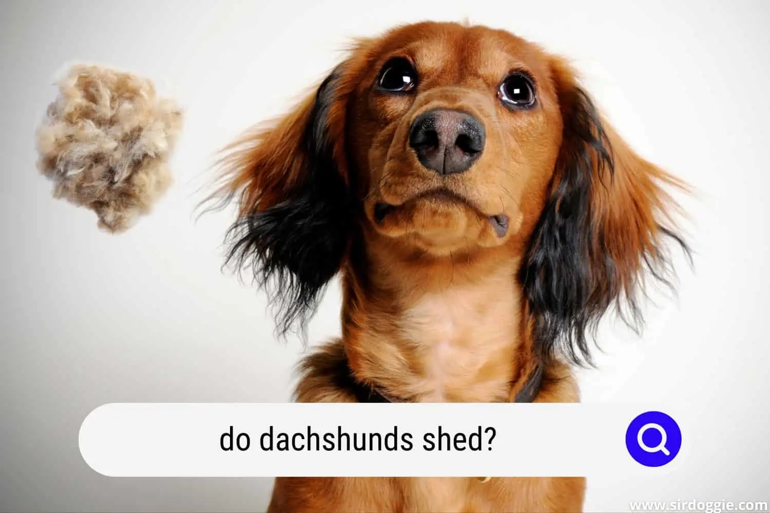 do dachshunds shed