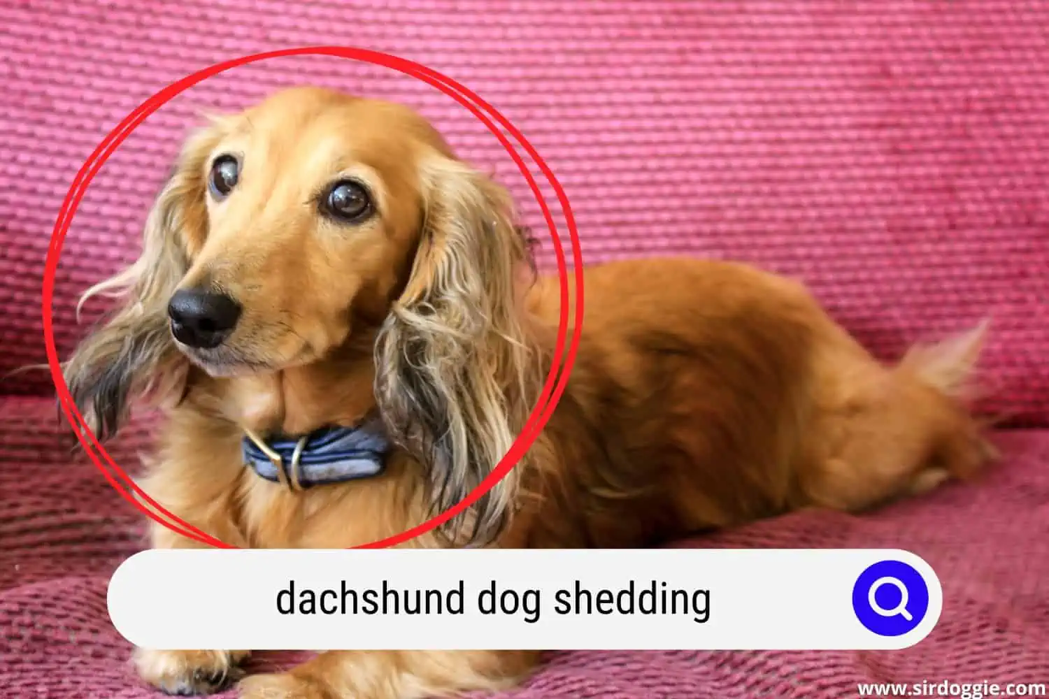 Pretty Dachshund dog lying in a pink couch