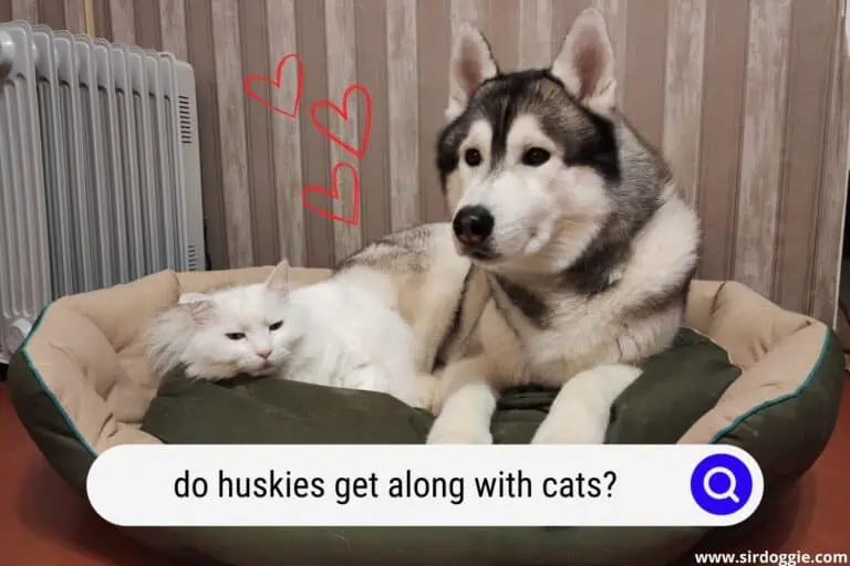 Do Huskies Get Along with Cats? 