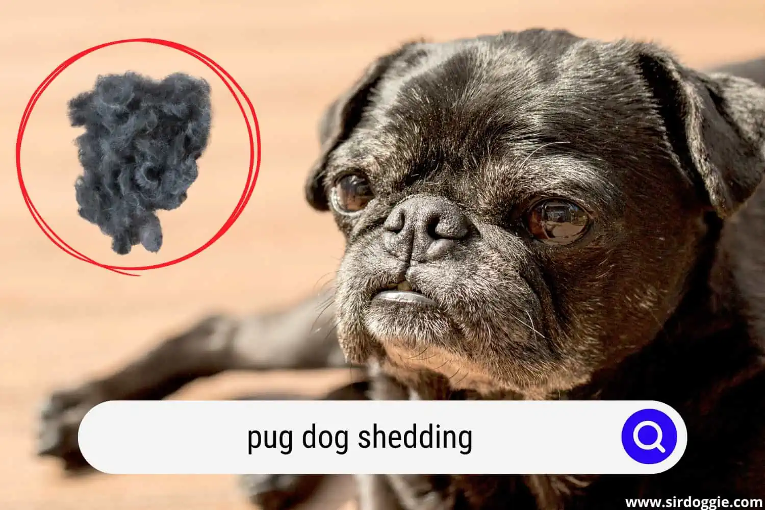 Black Pug dog shedding
